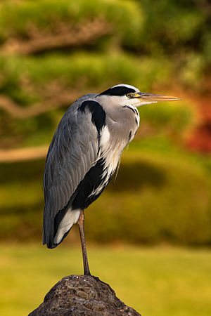 Grey Heron at Daisen Park in Sakai, Osaka.