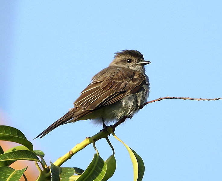 File:Griseotyrannus aurantioatrocristatus - Crowned slaty flycatcher.JPG