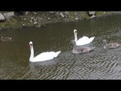 Fil: Group of swans.webm