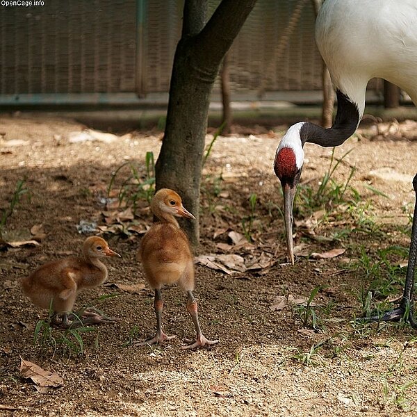 File:Grus japonensis baby.jpg