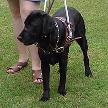 what breed makes the best guide dog