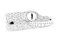 Gymnodactylus loriae 1897 - head profile.jpg