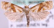 Miniatura para Gynnidomorpha permixtana