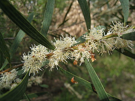 Hakea dactyloides