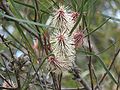 Hakea minyma