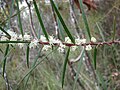 Миниатюра для Hakea ulicina