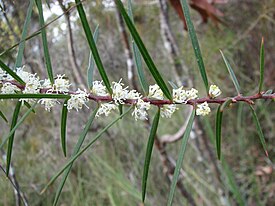 Цветущая Hakea ulicina