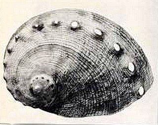 <i>Haliotis dalli</i> Species of gastropod