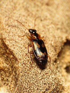 <i>Phloeoxena</i> Genus of beetles