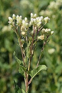 H. suaveolens, gubbört