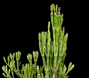 Hatiora salicornioides - Dancing Bones Cactus