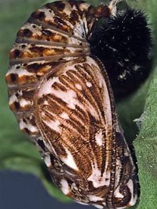 The pupa is predominantly brown and white Heath Fritillary pupa.jpg