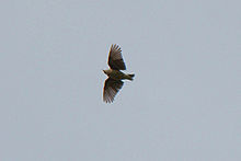 Woodlark in flight