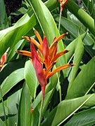 Heliconia psittacorum