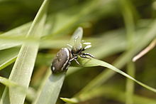 Heliophanus in grass.jpg