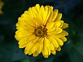 Heliopsis helianthoides