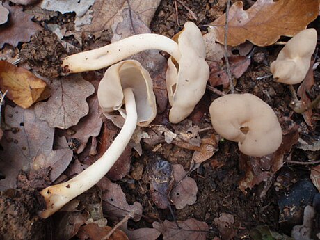 Helvella elastica