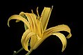 Hemerocallis fulva var. littorea, Kochi prefecture, Japan