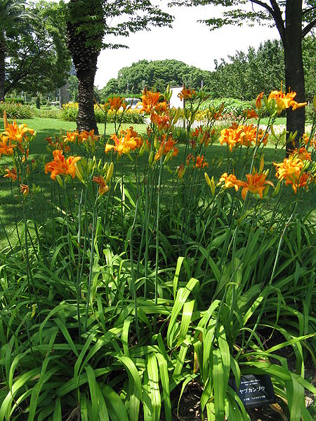 File:Hemerocallis fulva var kwanso1.jpg