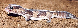 African fat-tailed gecko Species of lizard