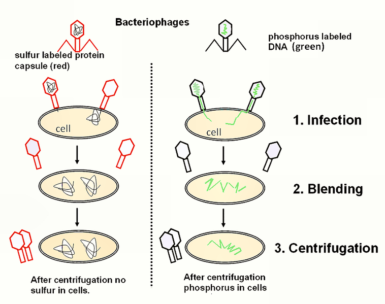 DNA As Genetic Material - Griffith, Avery, Hershey and Chase Experiments [PDF]