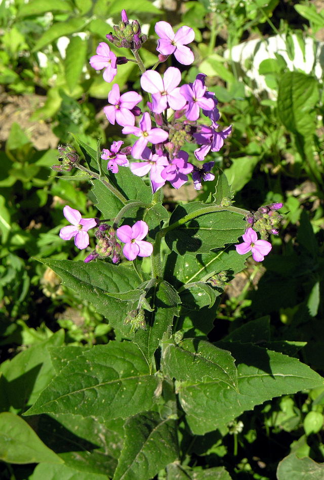 Hesperis matronalis