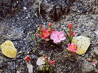 Hibiscus rhodanthus