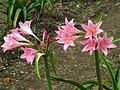 アマクリナム（属間交配種） x Amarcrinum howardii