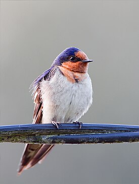 Golondrina de Nueva Guinea en Tasmania