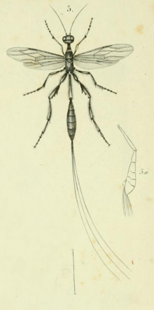 Histoire naturelle des insectes. Hymenopteres. Planche XL. Gbr. 5.png