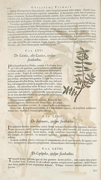 File:Historia naturalis Brasiliae (Page 102) BHL289065.jpg