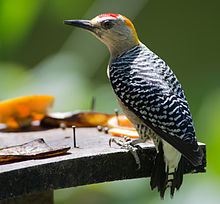 Hoffmann's Woodpecker.jpg