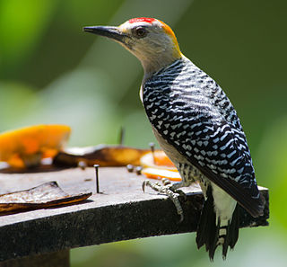 Hoffmanns woodpecker Species of bird