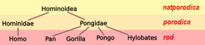 Миниатюра для Файл:Hominoid taxonomy 1 hr.PNG