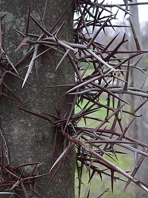 Arboreto Henry Schmieder