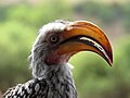 Hornbill closeup, left profile, Εθνικό Πάρκο Πιλάνεσμπεργκ, Νότια Αφρική.