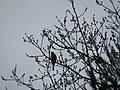 Thumbnail for File:House Finch on tree branch.jpg