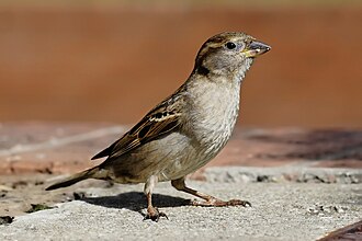The range of the house sparrow has expanded dramatically due to human activities. House sparrow04.jpg