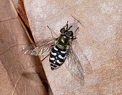 Ziedmuša (Syrphus ribesii)