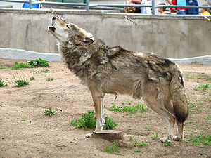 Howling wolf, in a moult stage. The Moscow zoo.