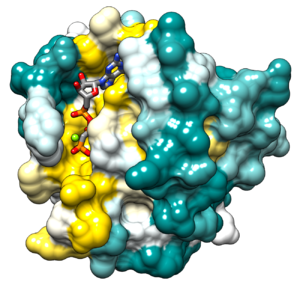 Hras surface colored by conservation.png