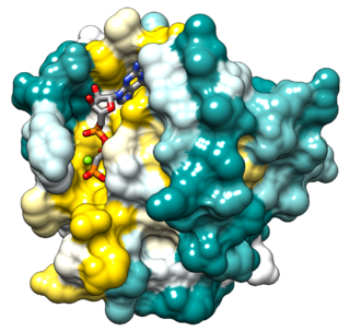 Ras superfamily Protein superfamily of small GTPases