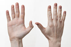 Human-Hands-Front-Back.jpg