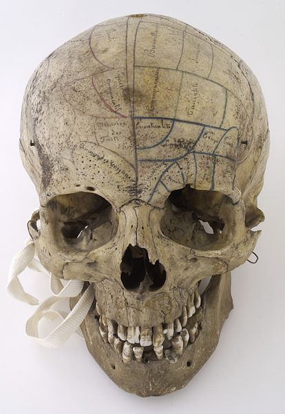 File:Human skull inscribed for phrenological demonstration Wellcome L0035703.jpg