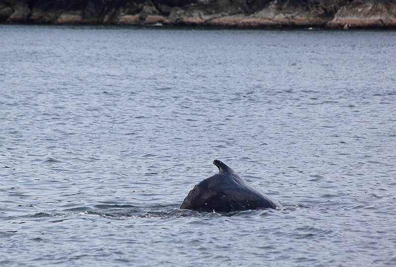 File:Humpback Whale dives in the Broken Group Islands (5946394940).jpg