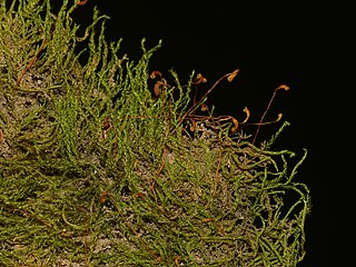 <i>Hygroamblystegium varium</i> Species of moss