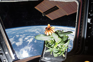 <span class="mw-page-title-main">Plants in space</span> Growth of plants in outer space