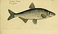 Ichthyologie; ou, Histoire naturelle des poissons (Plate 4) (6918314428).jpg