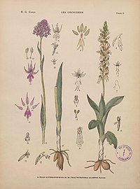 plate 16 - (text explanation page 11) Aceras anthropophorum Orchis anthropophora Traunsteinera globosa