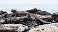 116 Iguana marina (Amblyrhynchus cristatus), Las Bachas, isla Baltra, islas Galápagos, Ecuador, 2015-07-23, DD 23 uploaded by Poco a poco, nominated by Poco a poco